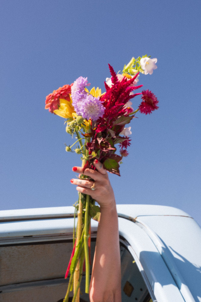 A bright bouquet of celosia, dahlias and scabiosa held up out of the flower truck against a blue sky
